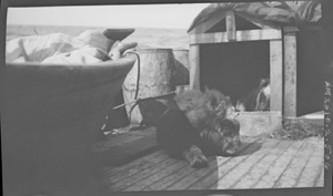 Image of Musk-ox lying on deck